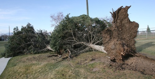 Steve Griffin  |  The Salt Lake Tribune
Pine trees at Sunnyside Park in Salt Lake City were toppled on Thursday by high winds.